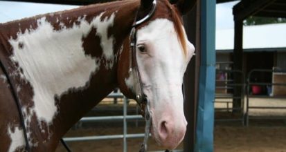 My Eldest Leaves the Nest ~ The Amazing Zeppelin