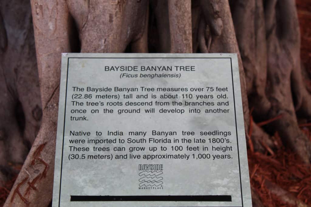 Bayside Marketplace Banyan Tree
