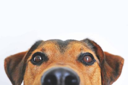 Pet Health and Cooking 101