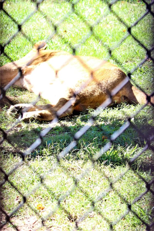 5 Reasons You Need To Visit Noccalula Falls, Alabama