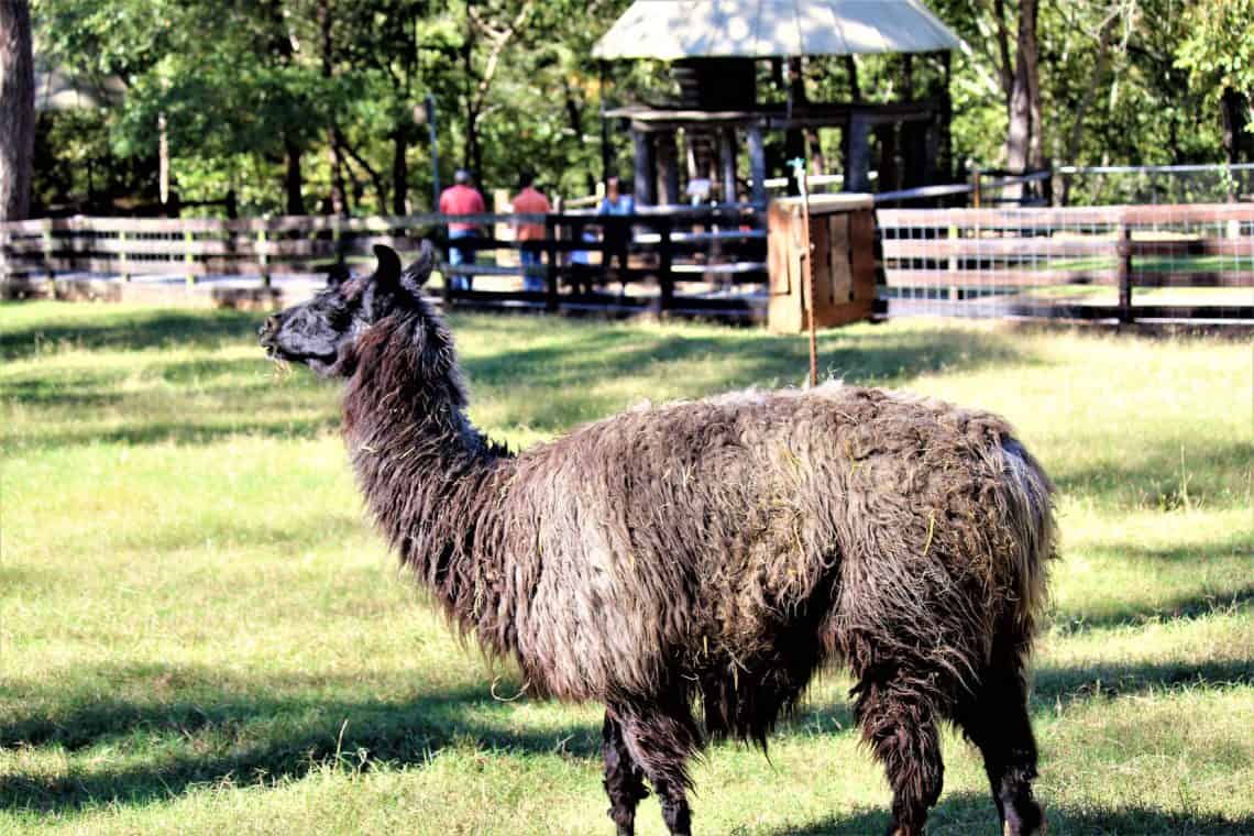 5 Reasons You Need To Visit Noccalula Falls, Alabama