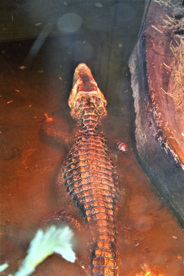 5 Reasons You Need To Visit Noccalula Falls, Alabama