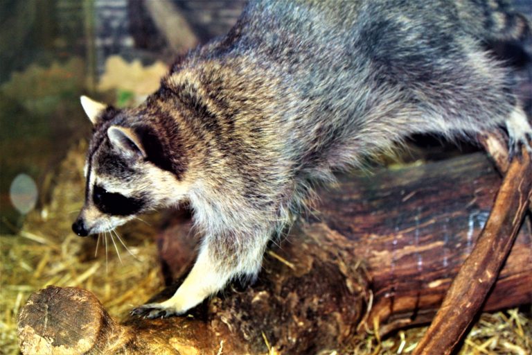 5 Reasons You Need To Visit Noccalula Falls, Alabama