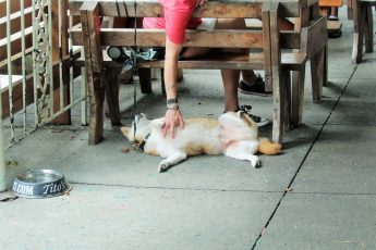 Iguanas St. Simons Island