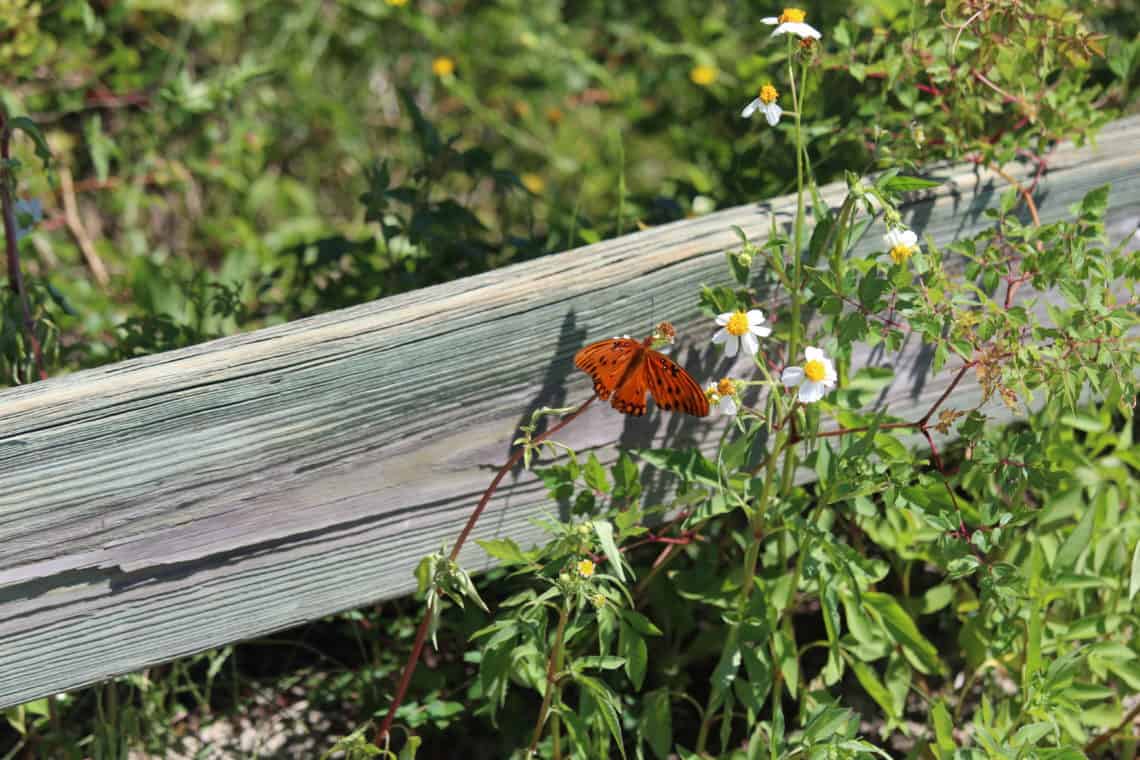 An Ultimate Guide To St Simons Island Georgia Born To Be Boomers   IMG 5414 1140x760 