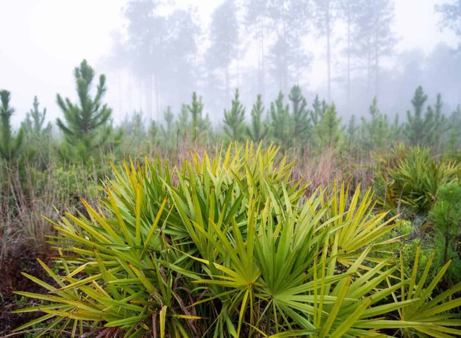 Does Saw Palmetto Really Work For Frequent Urination? Here Is What We Found!