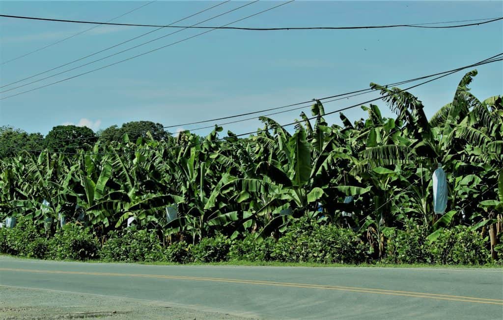 Banana Plantation