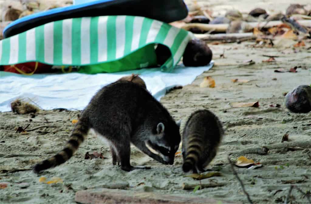 Raccoons Cahuita National Park