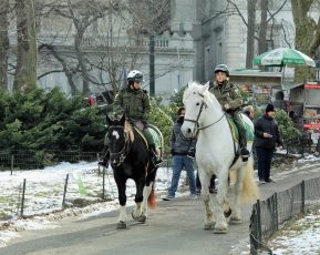 NYPD Mounted Police in Central Park