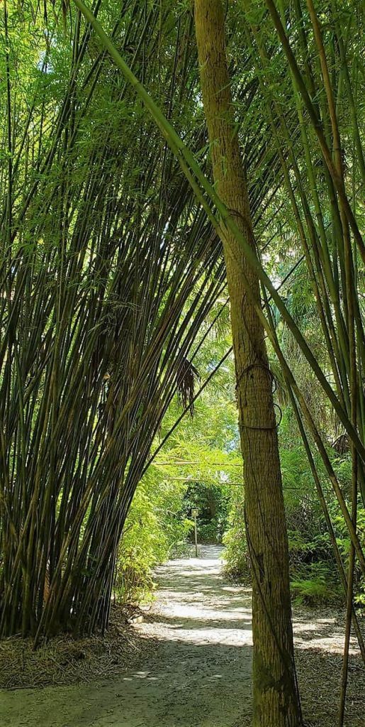 Bamboo Trail McKee Botanical Gardens