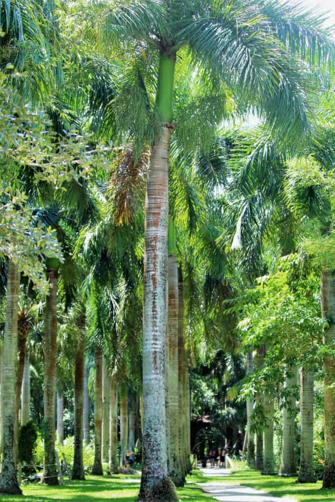 Royal Palm Grove