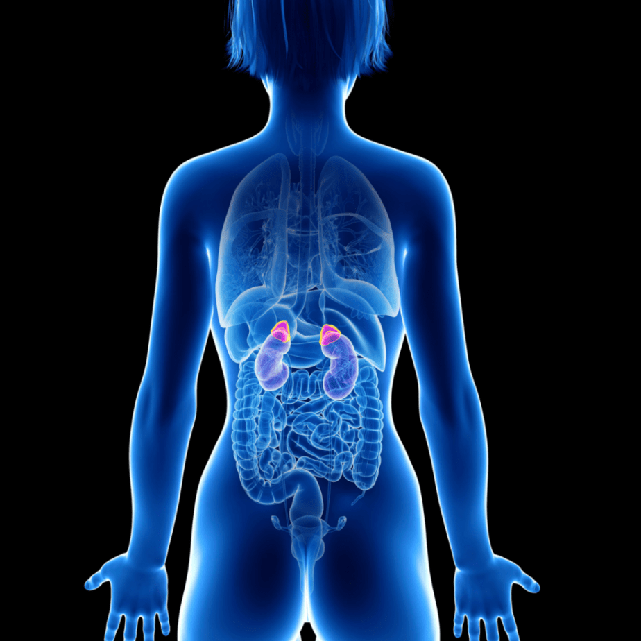 Adrenal Glands