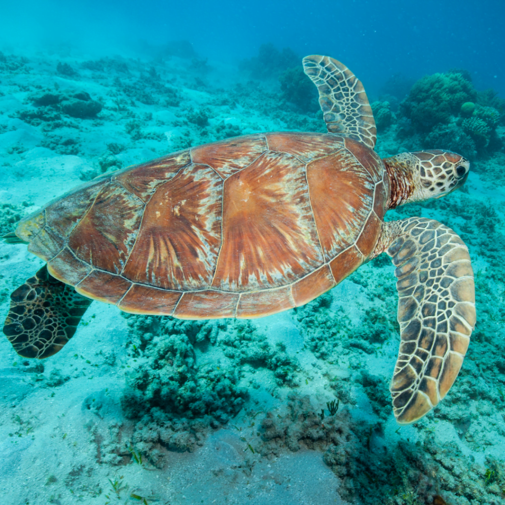 Volunteer Travel Programs For Seniors And Retirees: 10 Abroad Opportunities!